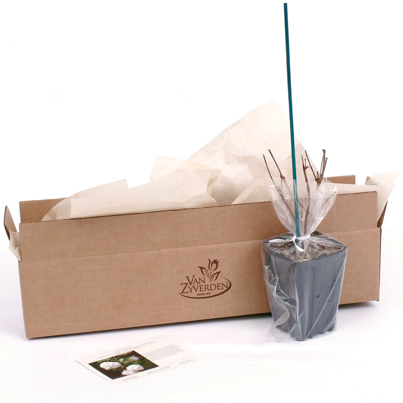 Van Zyverden 82923 Plant-Bulbs - View #7