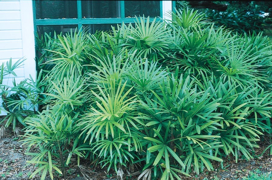  NURSERY 