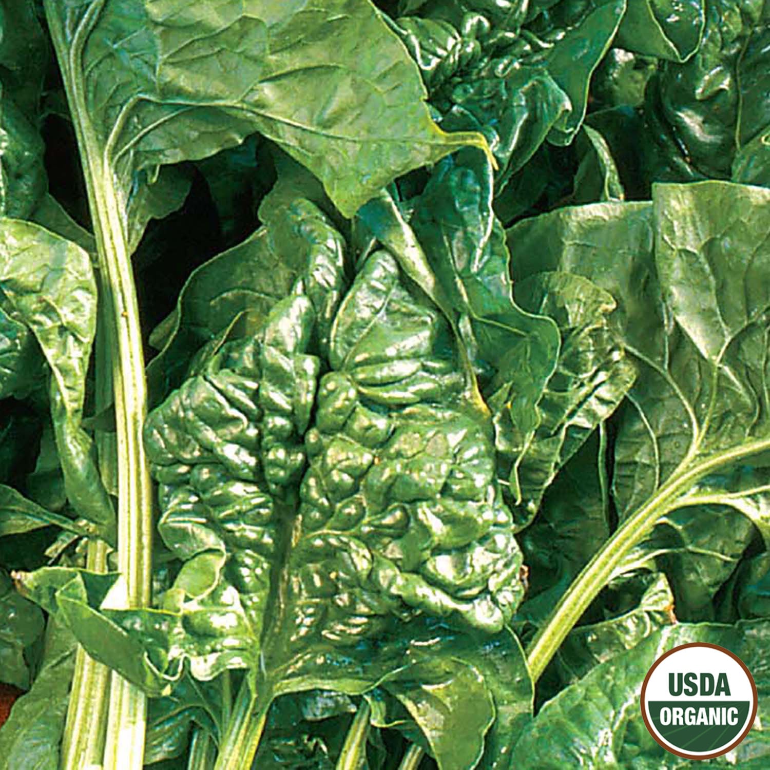 Ferry-Morse LC25.9718 Vegetable-Herb-Seeds - View #3
