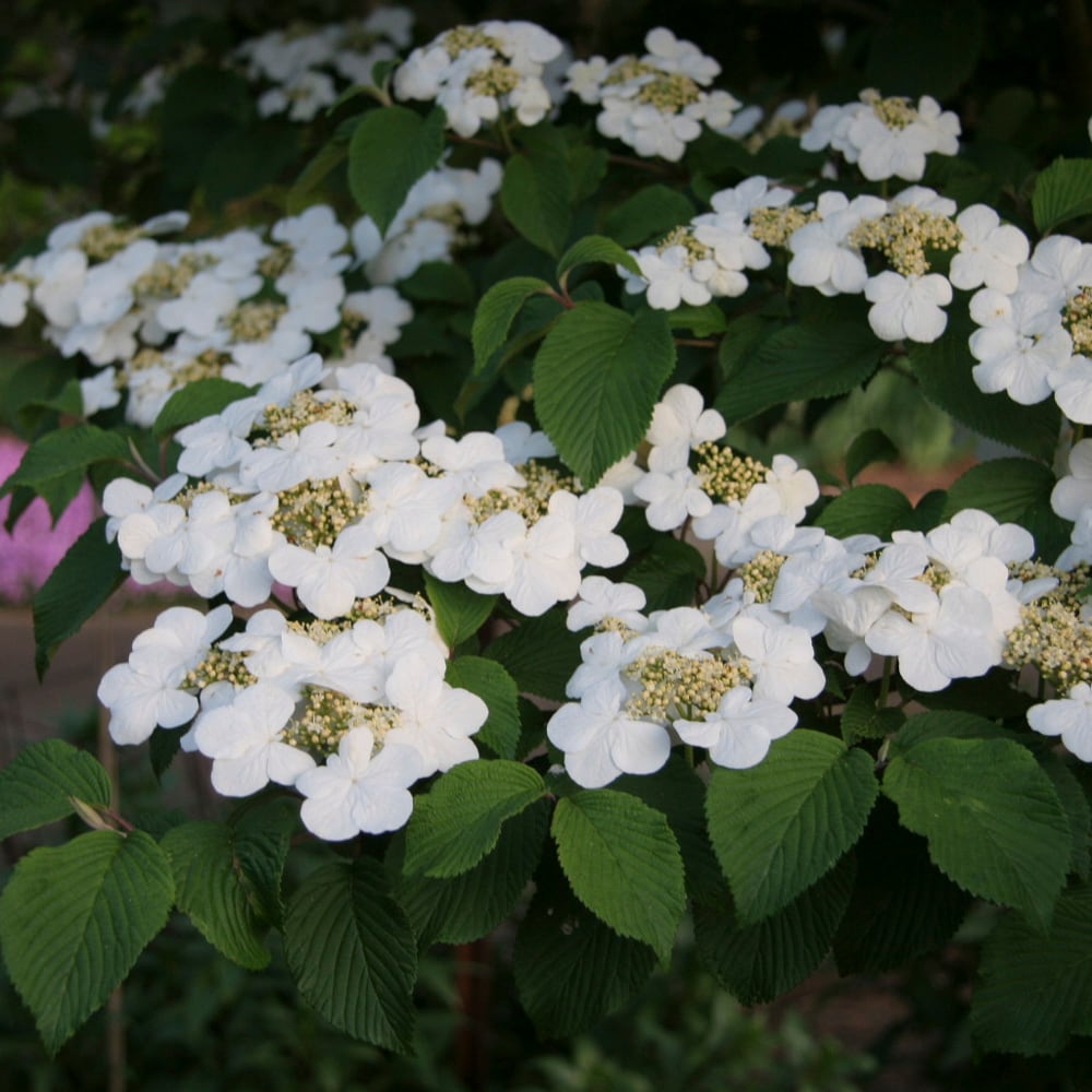 Gurney's Seed and Nursery 84417 Flowering Mariesii Viburnum Foundation/Hedge Shrub in 1 -Quart Pot with White Blooms