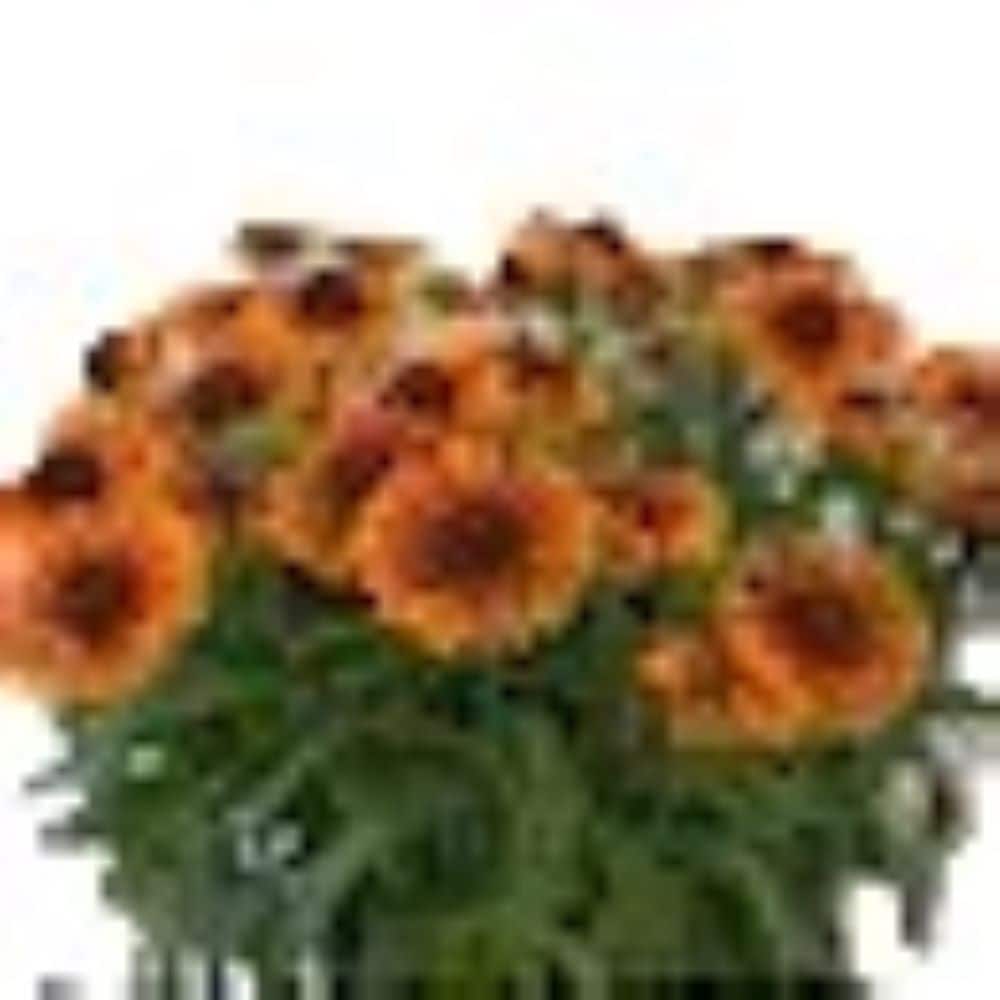 Lowe's NURSERY Multicolor Blanket Flower Plant in 2.5 -Quart Pot 1 -Pack