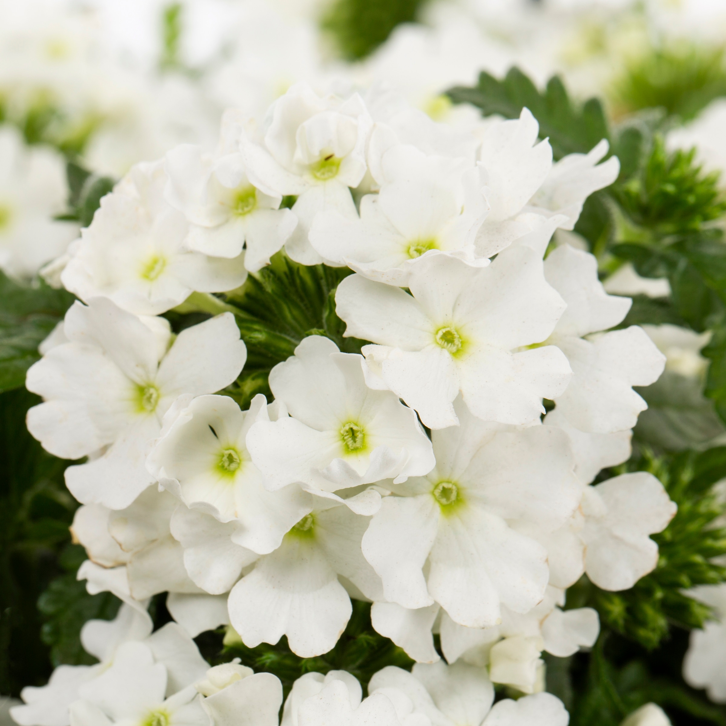 Lowe's NURSERY annuals - View #3
