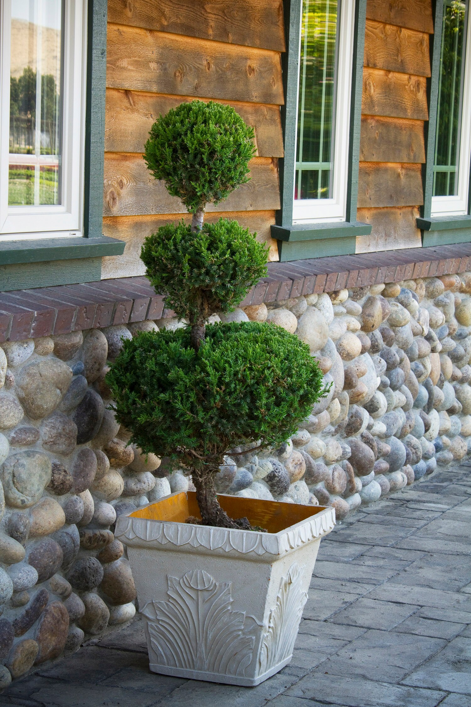 Monrovia San Jose Juniper Accent Shrub in 2.6-Quart Pot in the Shrubs ...