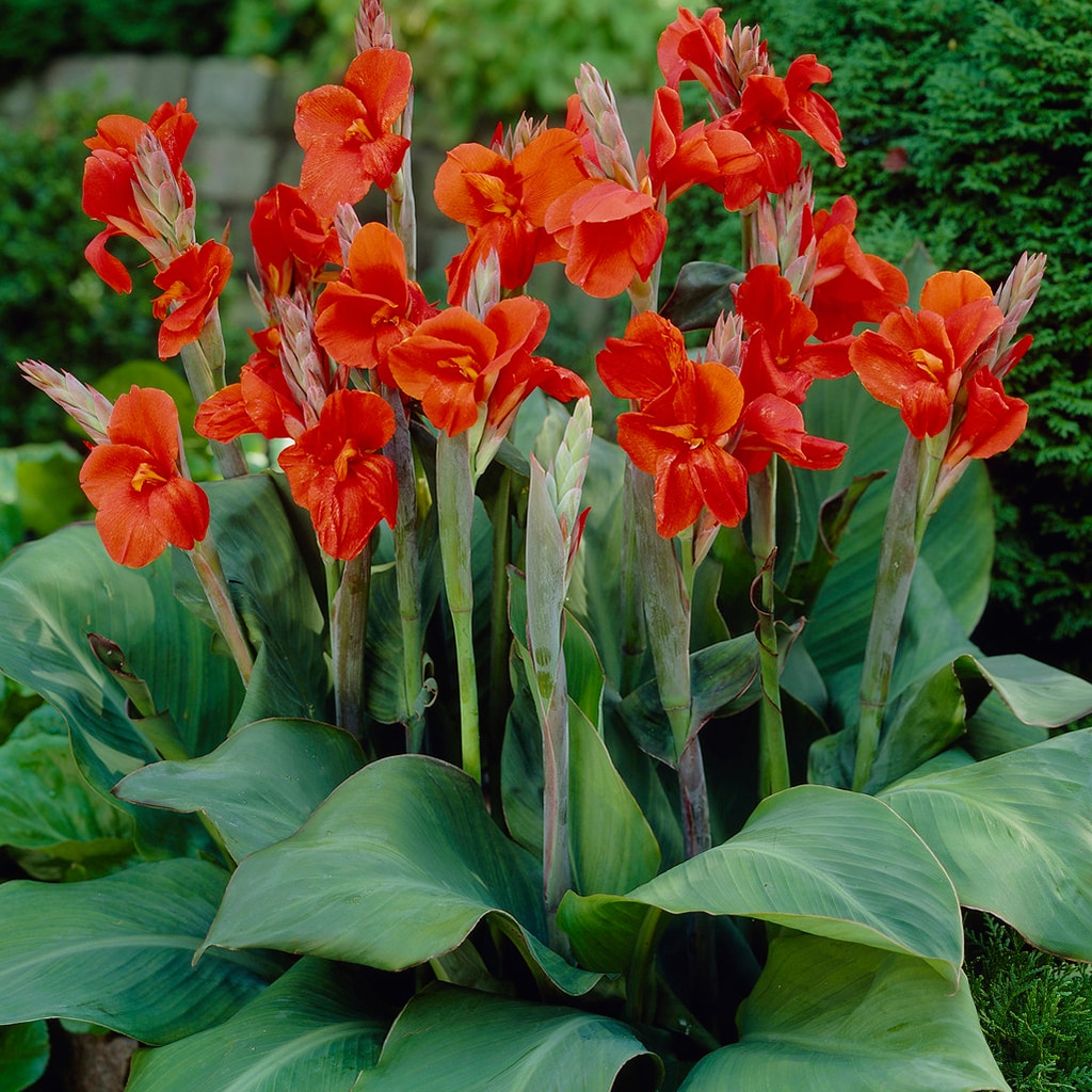 Cannas the President Plants, Bulbs & Seeds at Lowes.com