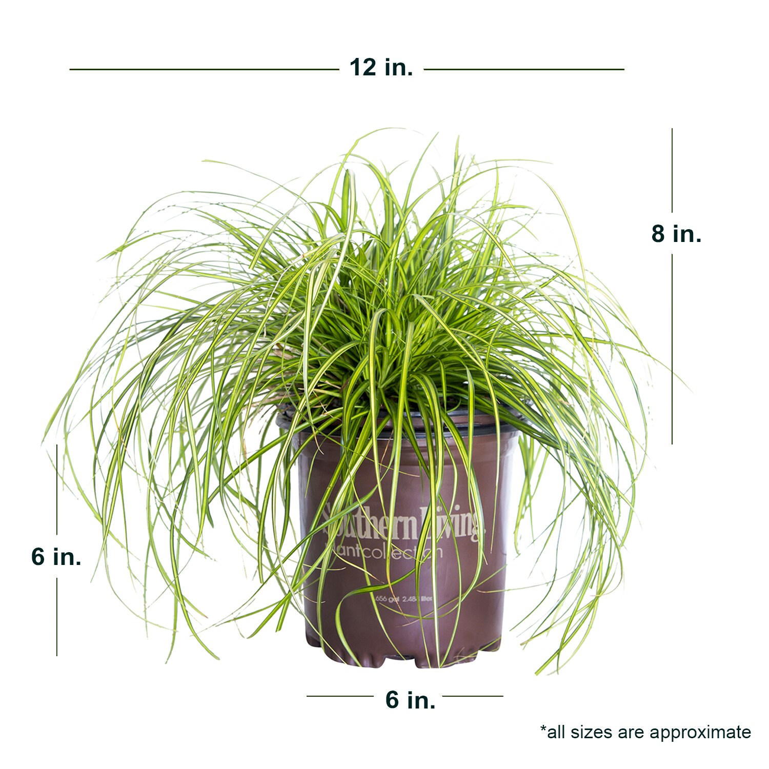 Southern Living Plant Collection 0730Q-1 Ornamental-Grasses - View #6