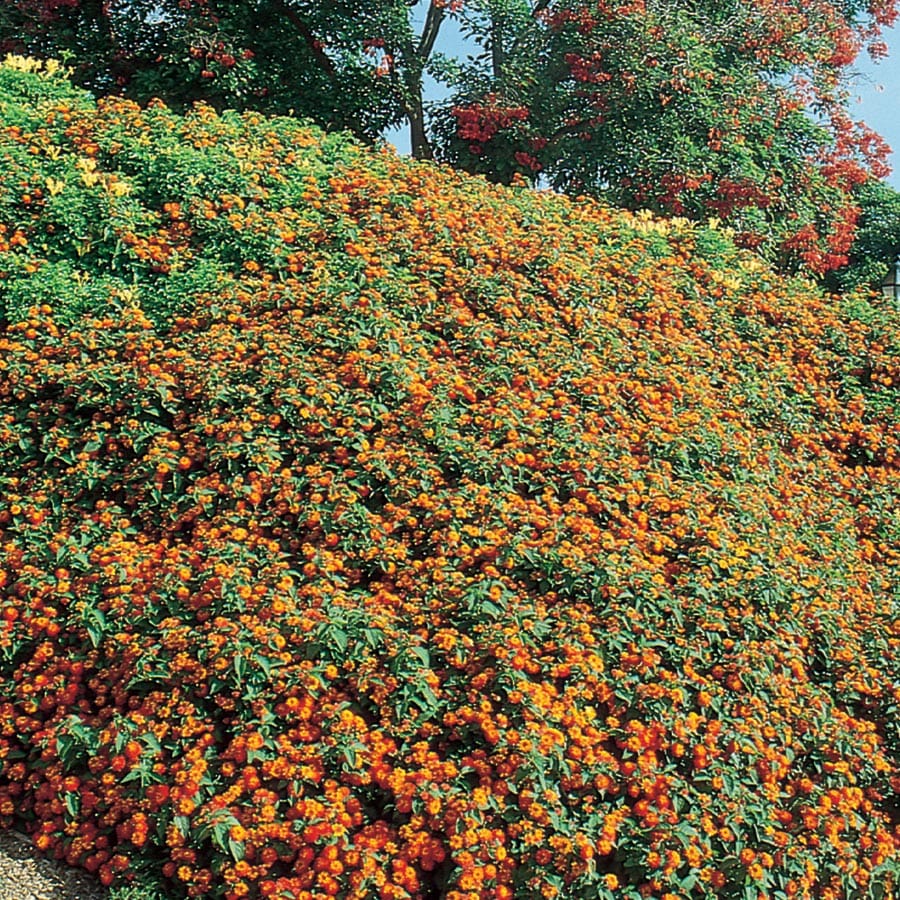 Lowe's 462201 annuals - View #3