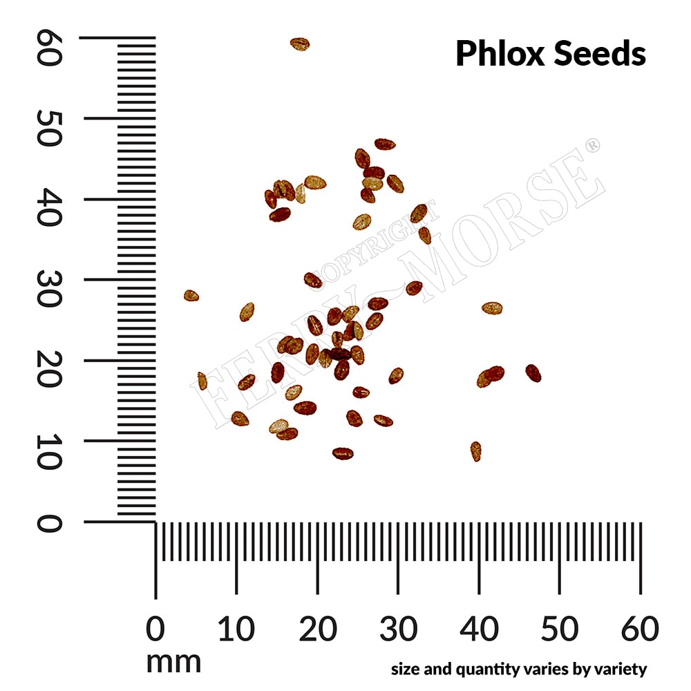 Ferry-Morse LC25.6291 seeds - View #4