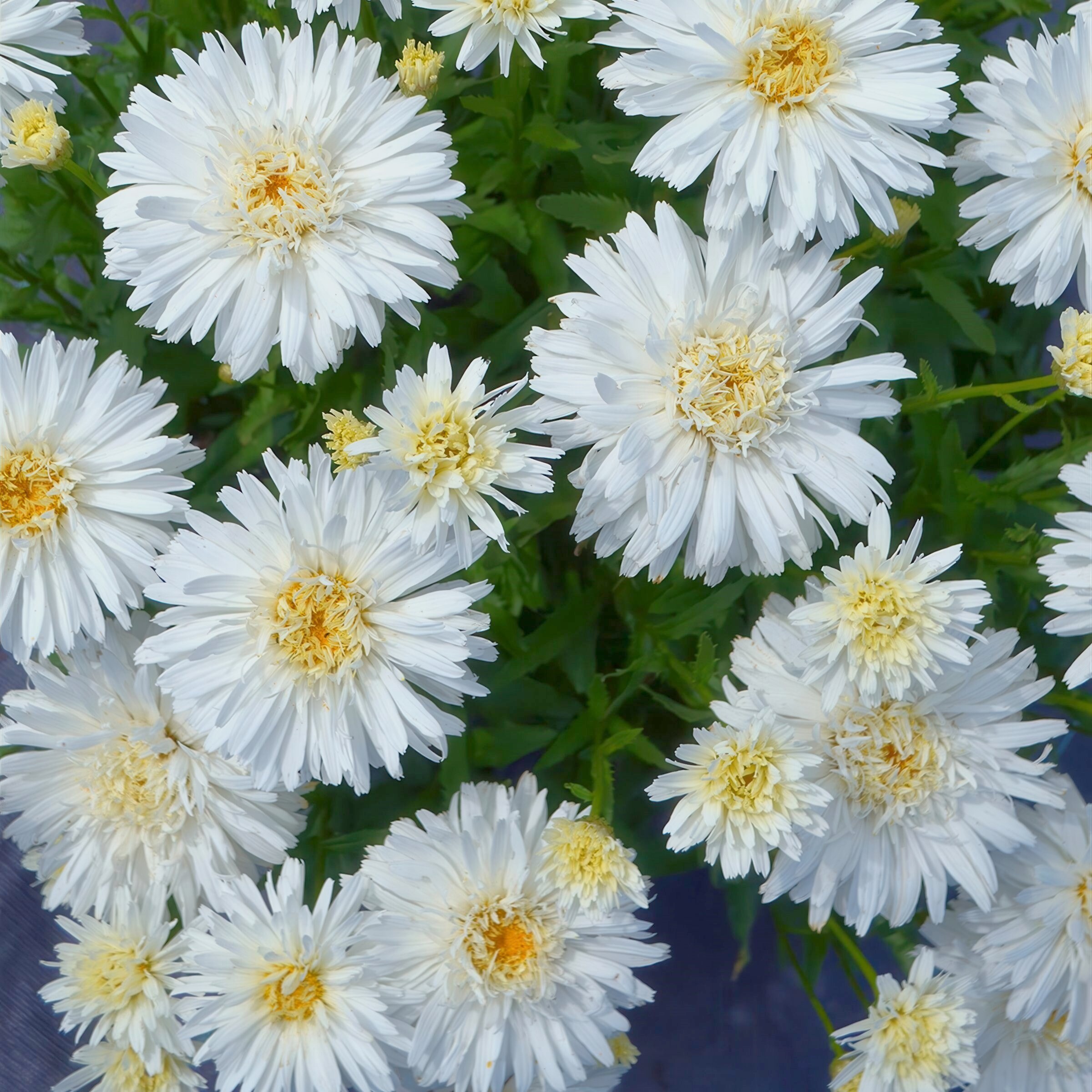 National Plant Network LW2155 perennials - View #5