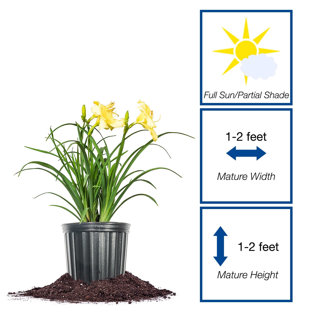 Perfect Plants LOHAPPYRTRNDAYLILY1G perennials - View #2