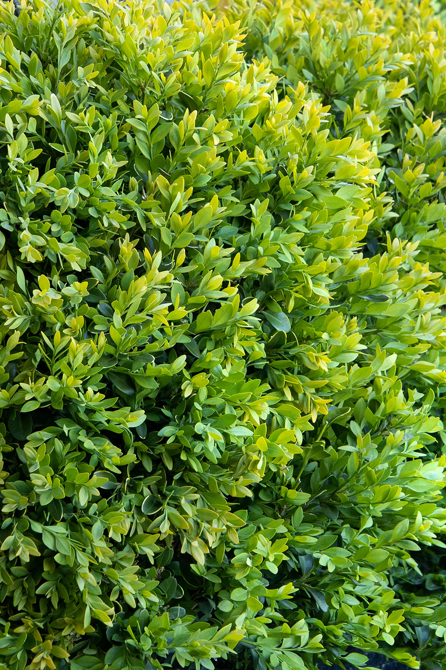 Monrovia 003012 shrubs - View #2