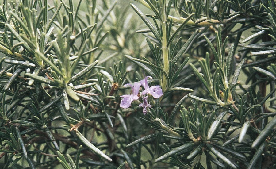 Lowe's NURSERY Ken Taylor Rosemary Accent Shrub in In pot (with soil) with Blue Blooms