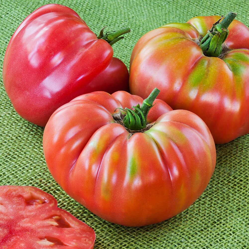 Tomato - German Baptist Heirloom Slicer – Starfish Honey