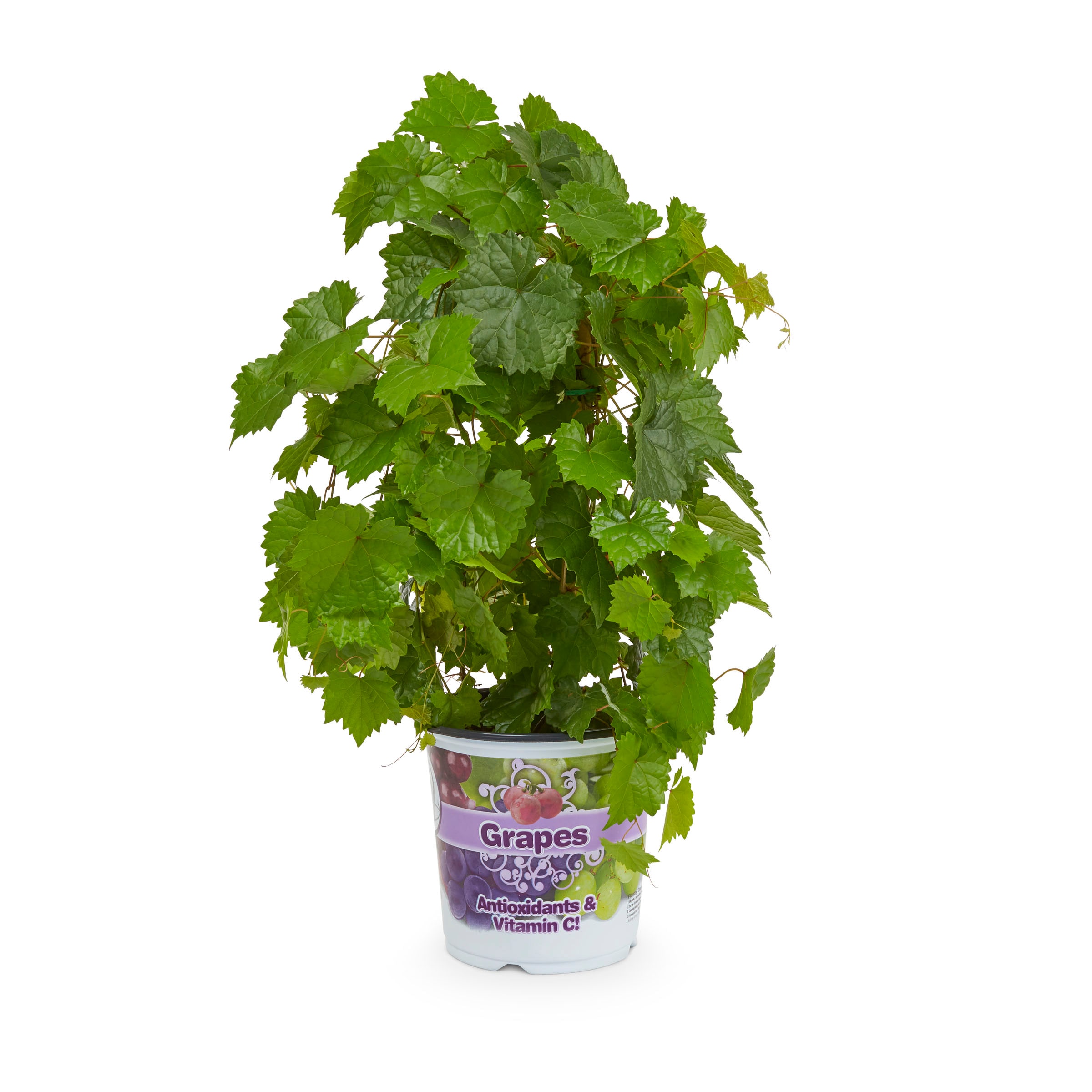Lowe's NURSERY Grape Plant