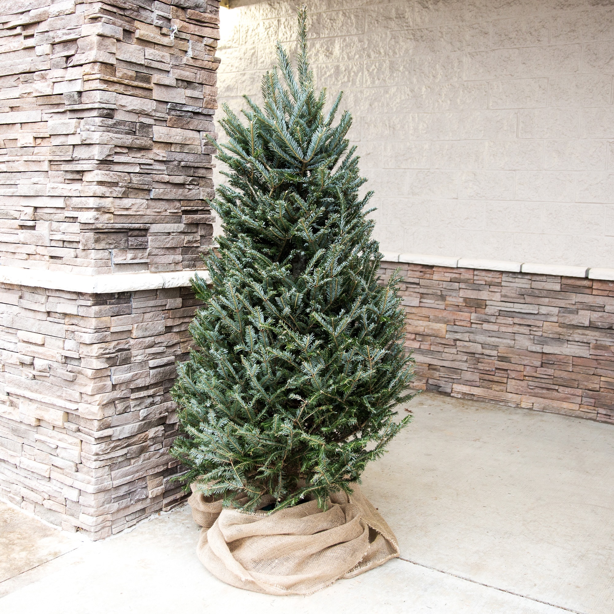 Fresh 5 - 6 ft Fresh-Cut Premium-Grade Fraser Fir Christmas Tree