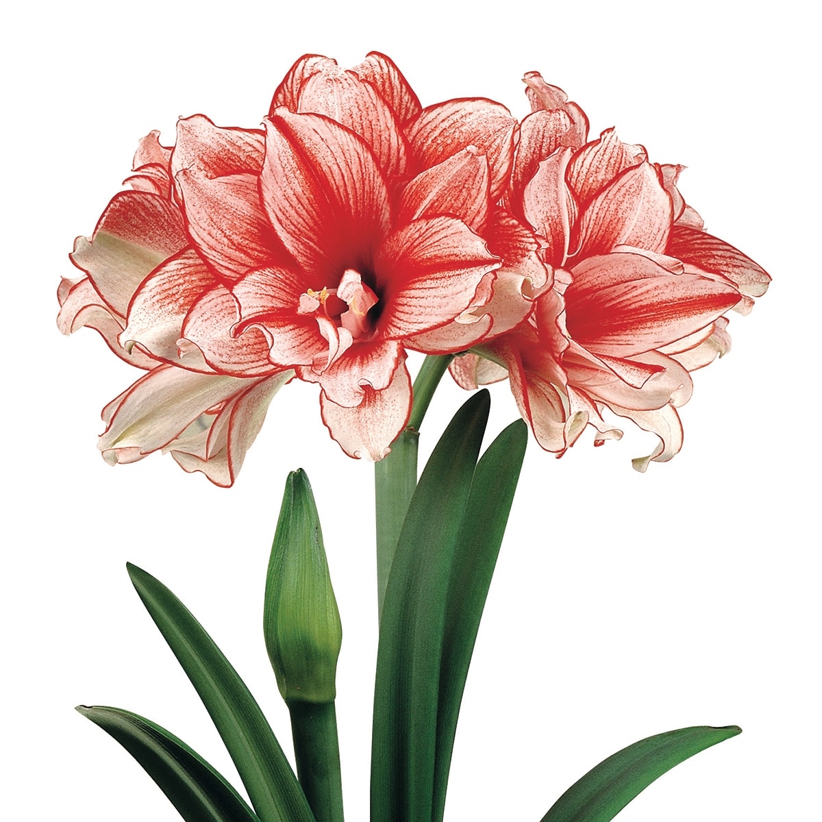 Van Zyverden 88416 Red Amaryllis Bulbs 1 Count