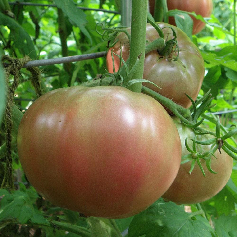 Lowe's Tomato Assortment Plant in the Vegetable Plants department at