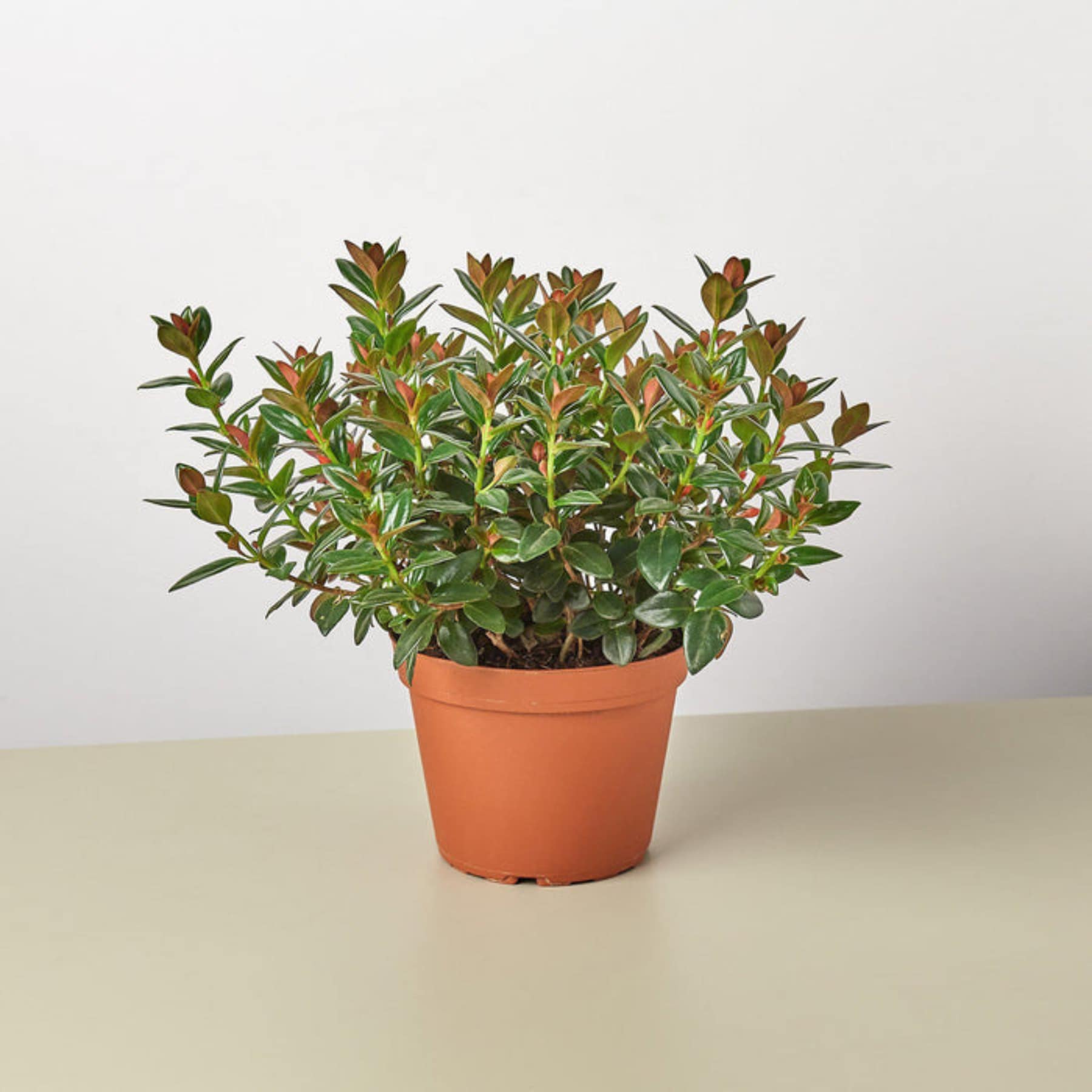 House Plant Shop 39 Alocasia Wentii House Plant in 1-Pack Pot