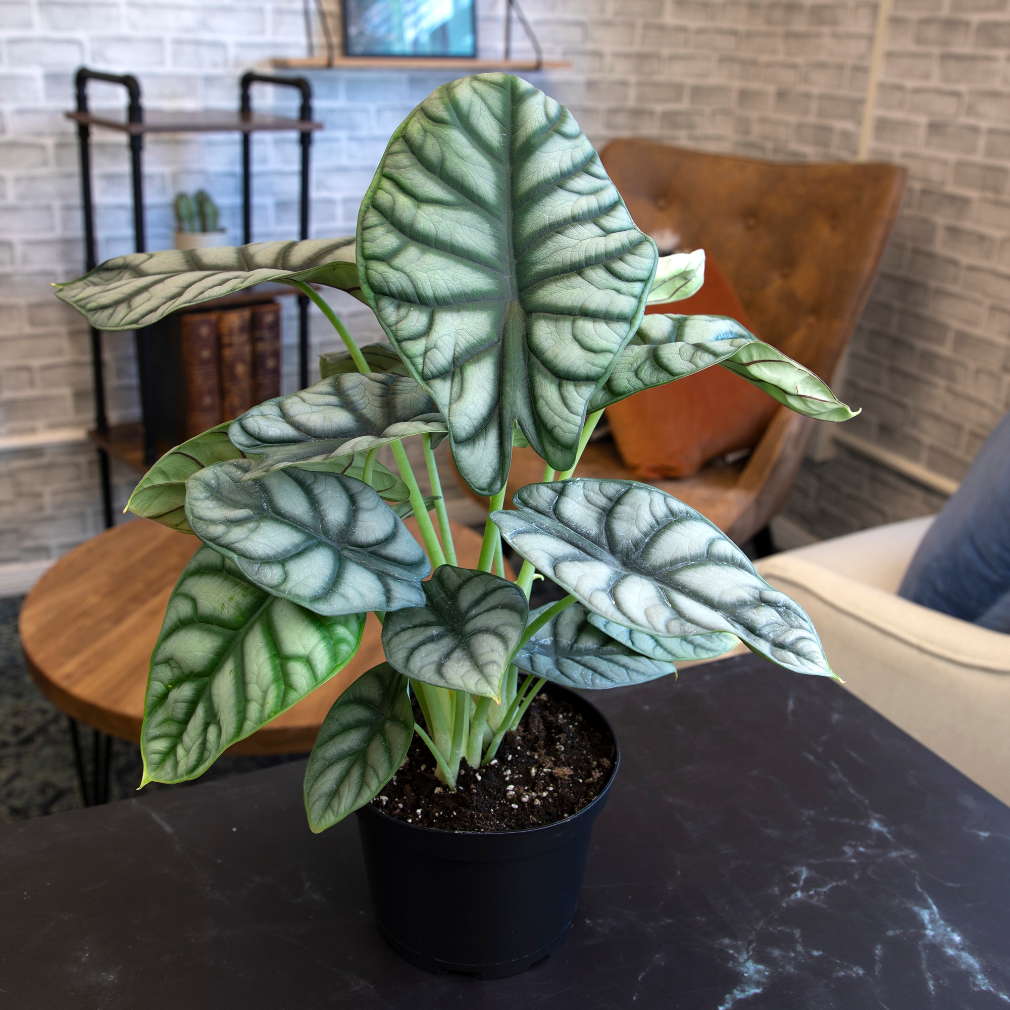 Silver Dragon Alocasia in Black Plastic Planter