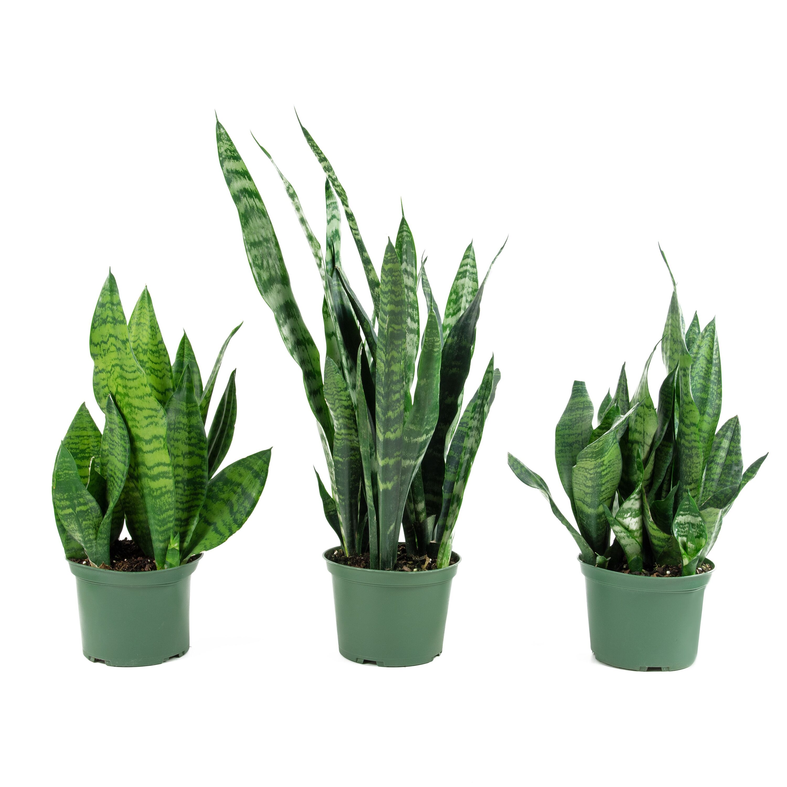 National Plant Network LW1651 Snake plant Zeylanica House plant in 4 Inch(es) Planter 1.0 -Pack