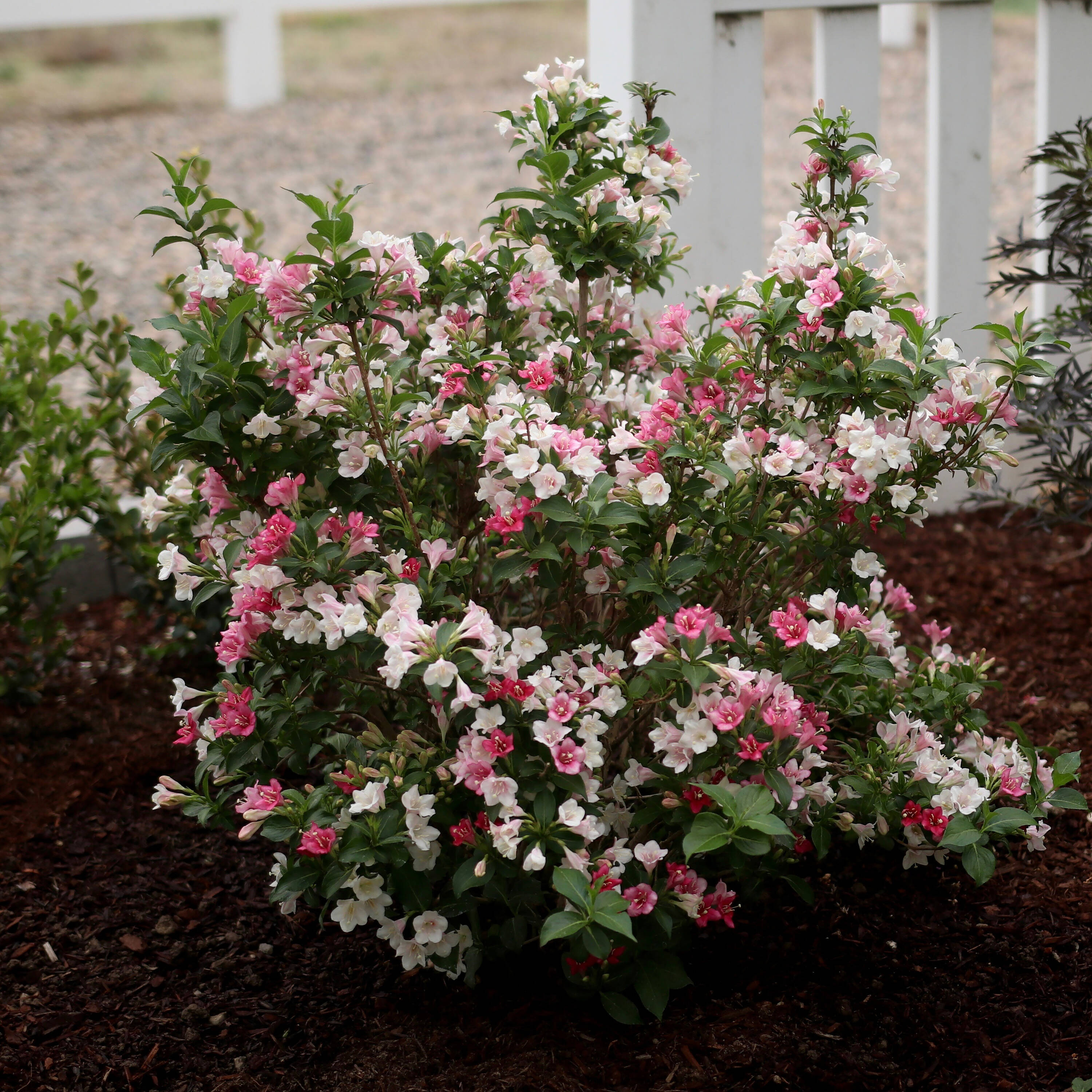 Proven Winners WEIPRC1216101 shrubs - View #3
