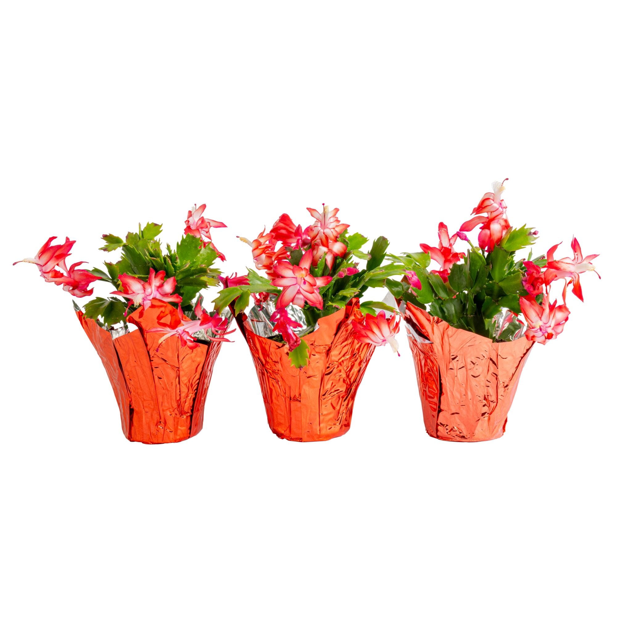 Costa Farms - 14 Ounce(s) Christmas cactus Pot 3 -Pack
