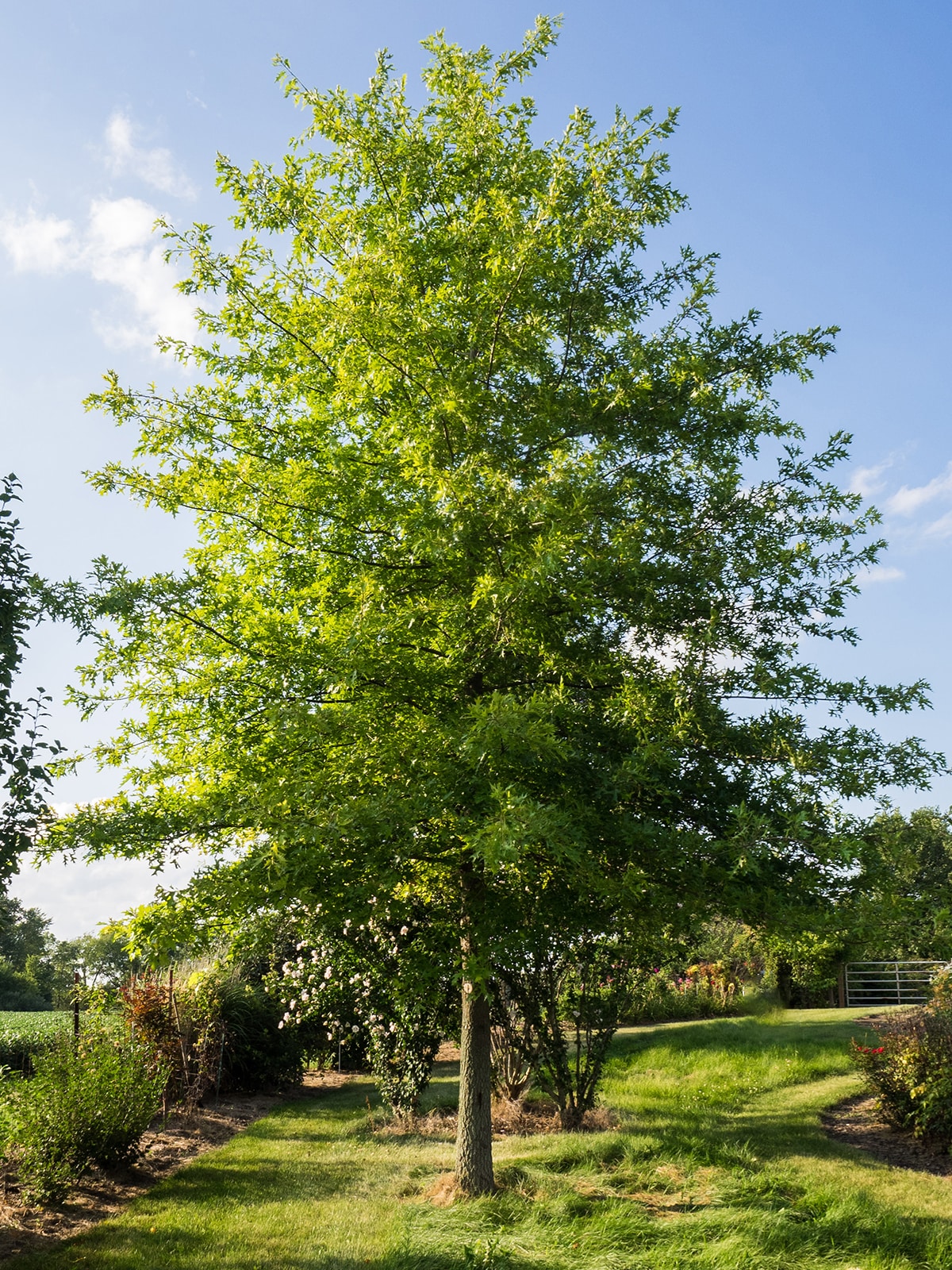 Southern Planters OAKSHU07G 7 -Gallon Green Shade Shumard Oak In pot (with soil)