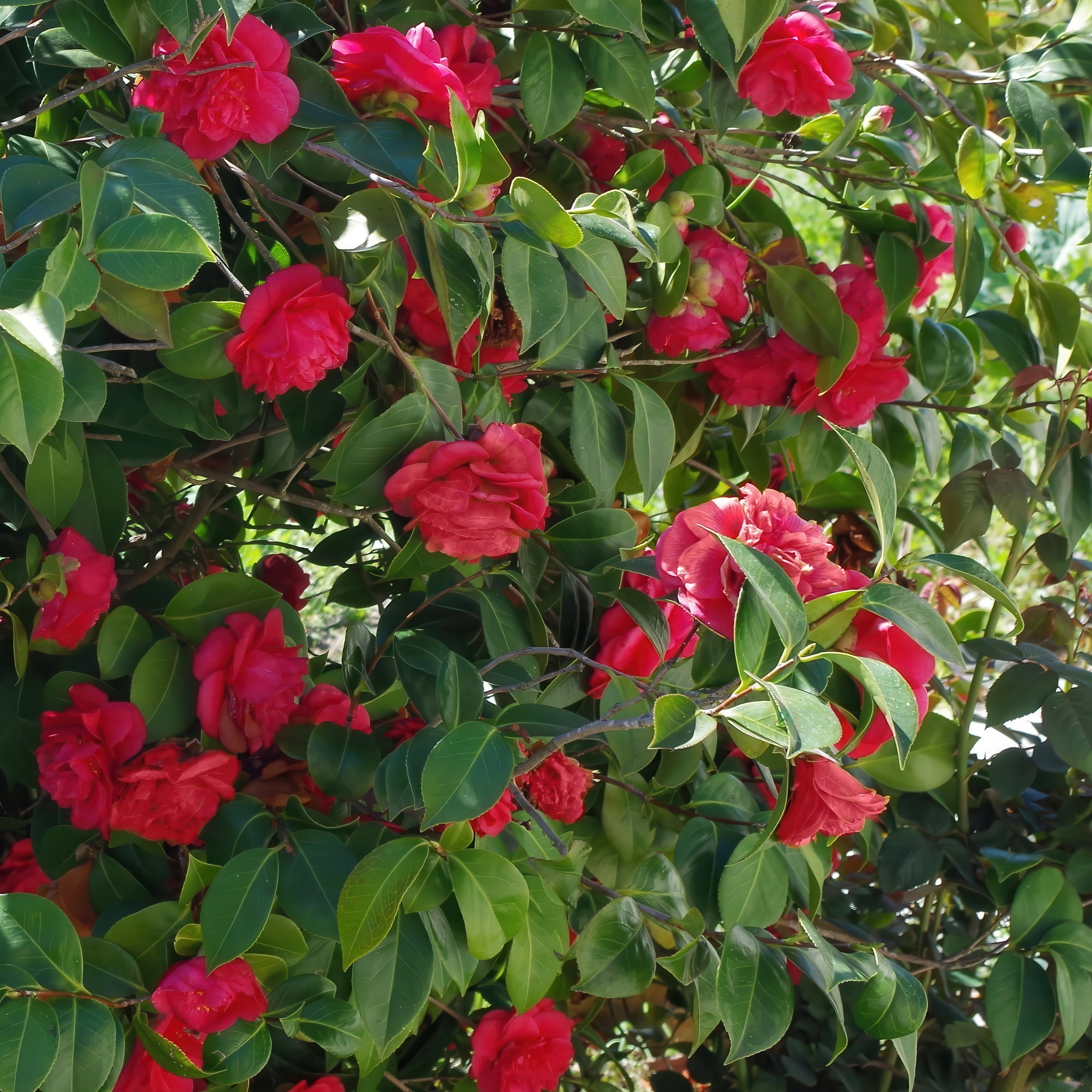 National Plant Network LW2682 shrubs - View #7