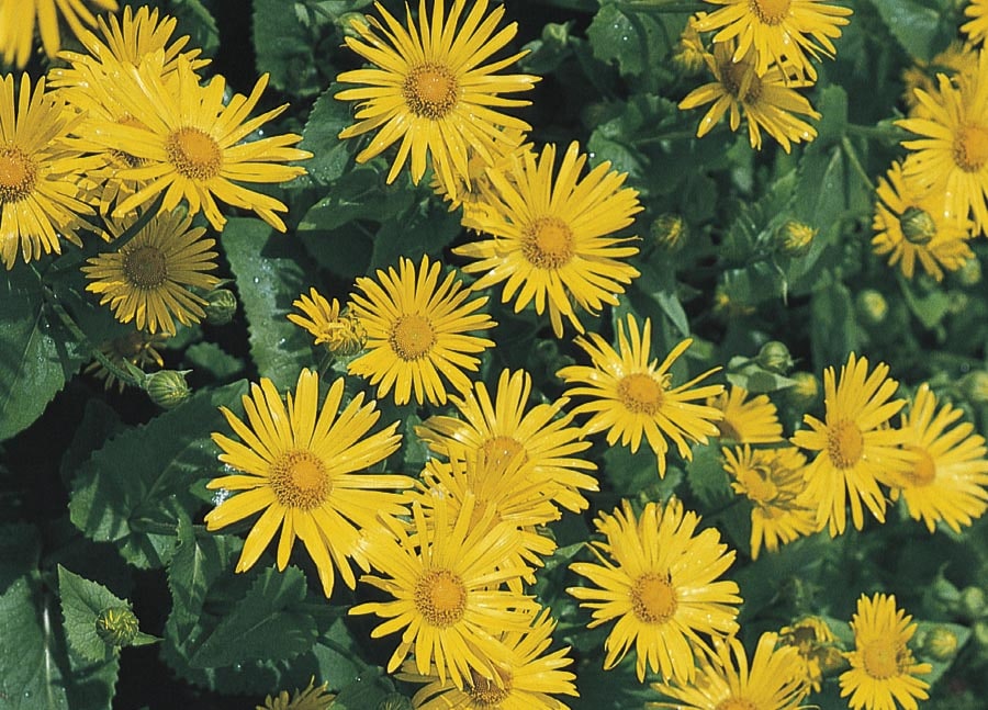 Lowe's NURSERY Yellow Leopard's Bane Plant in 1-Quart Pot