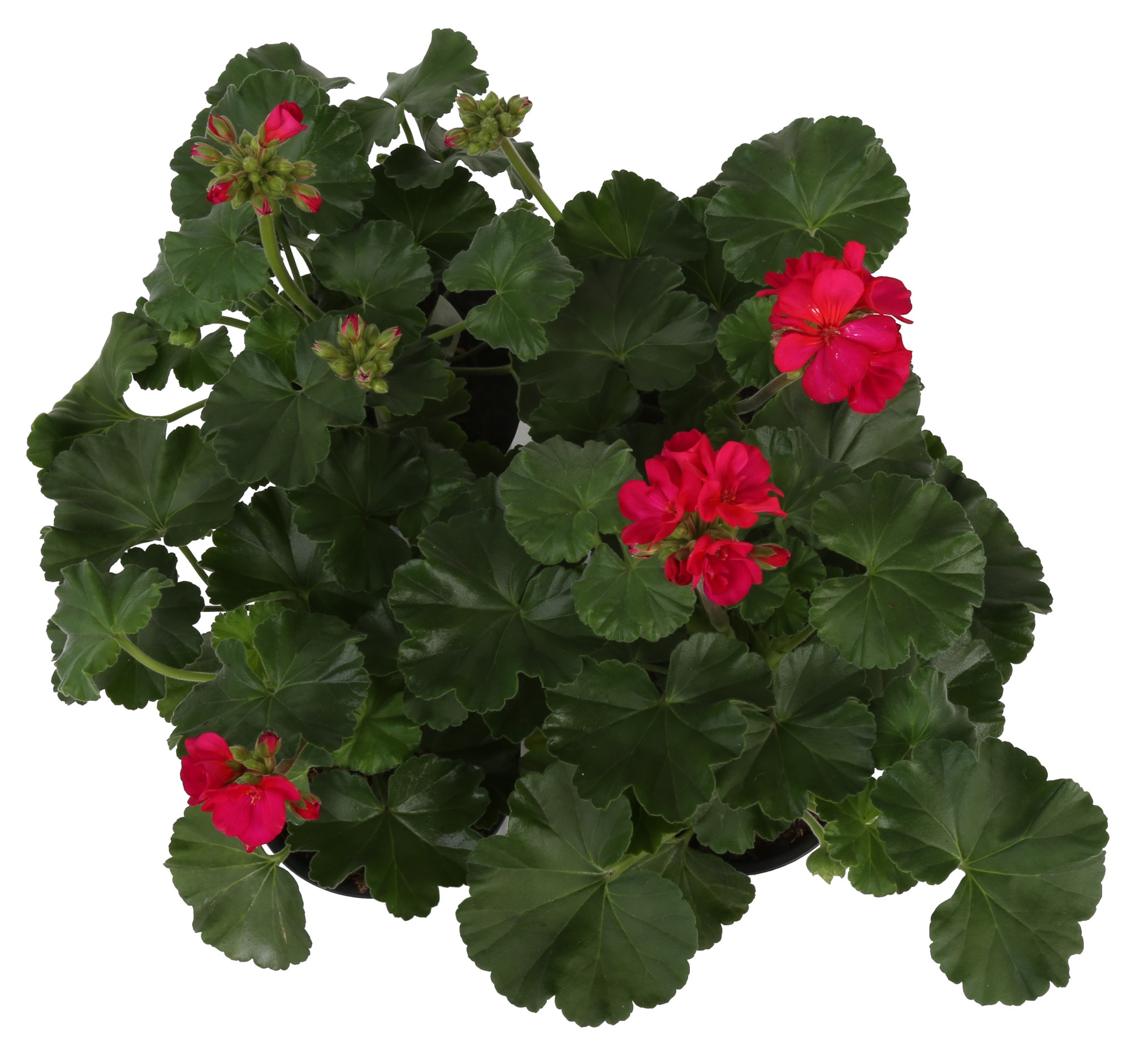 Costa Farms S-GN4-G-POT-08-LW annuals - View #2