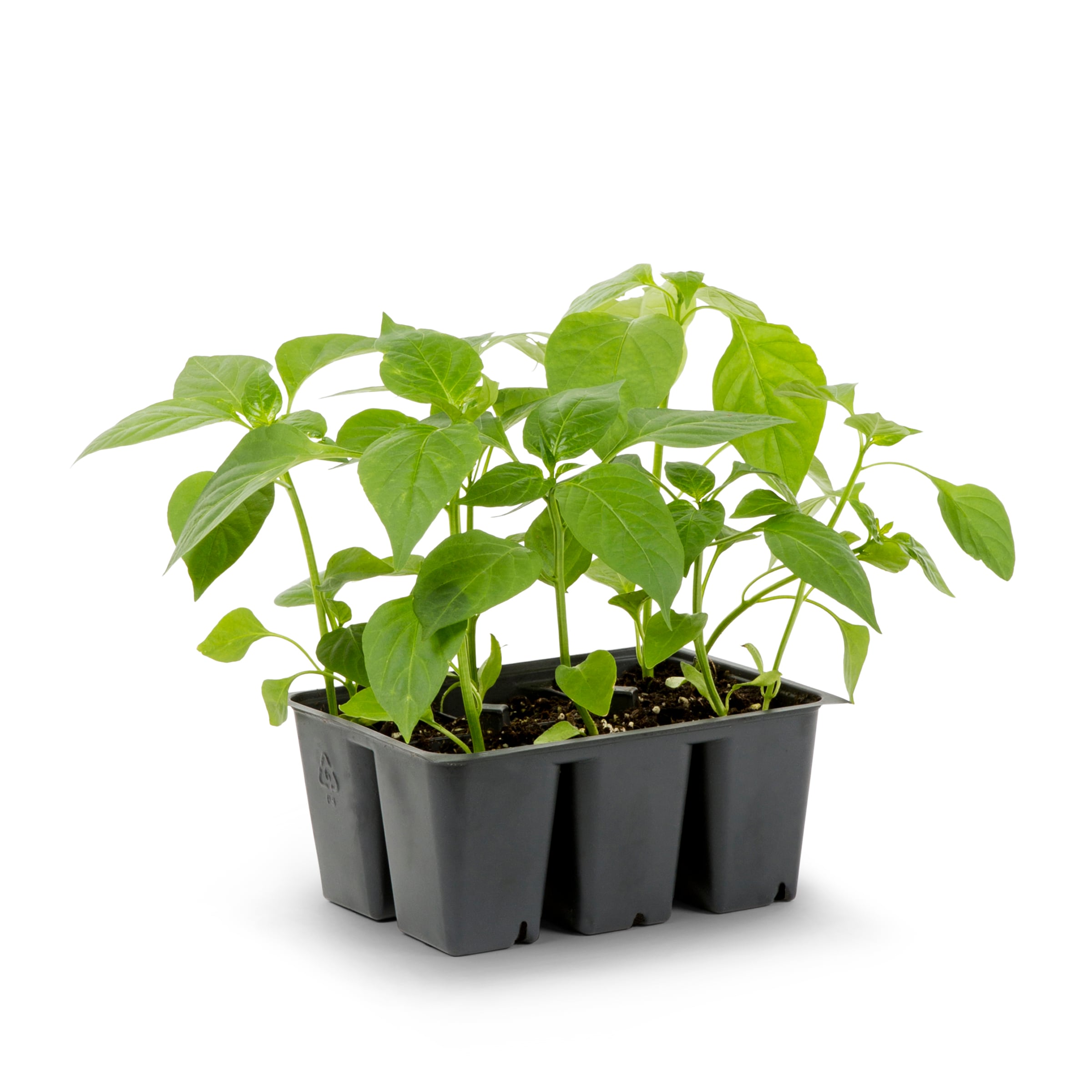 Lowe's NURSERY annuals - View #3