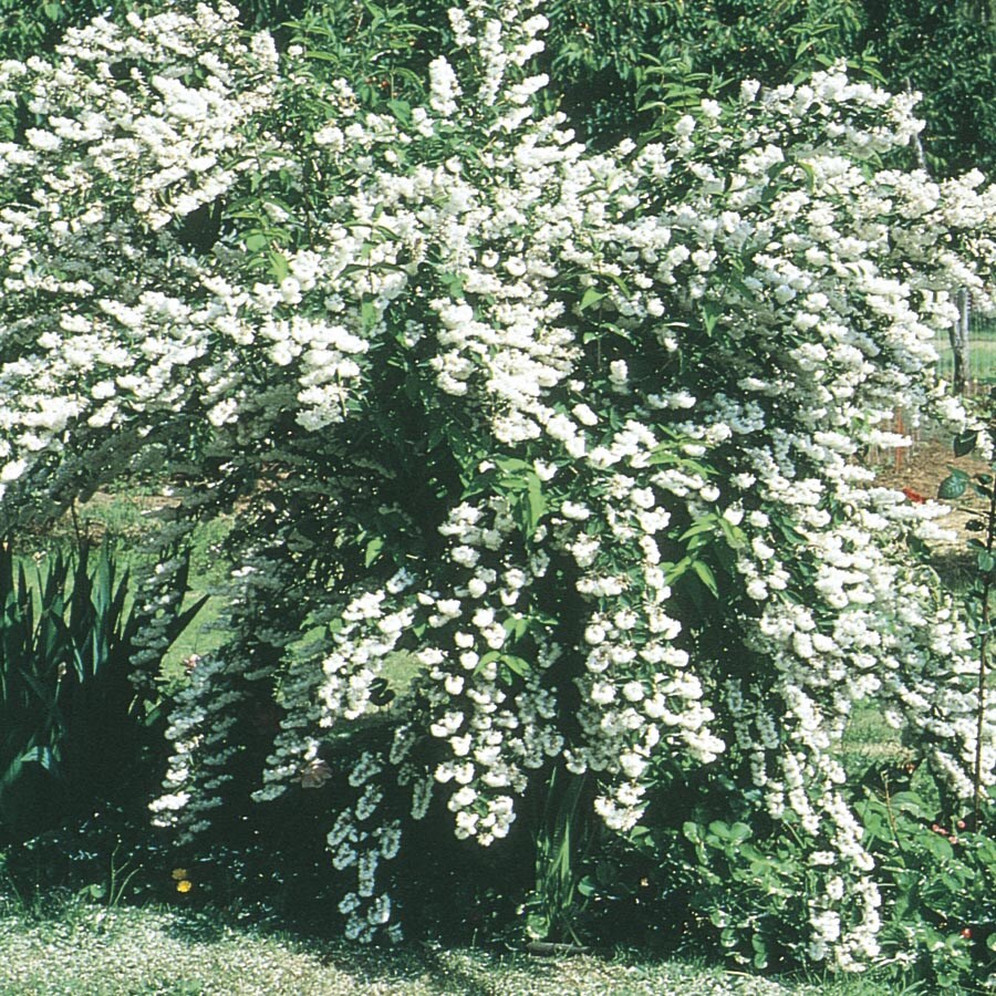  NURSERY White Slender Deutzia Flowering Shrub in 1-Gallon Pot