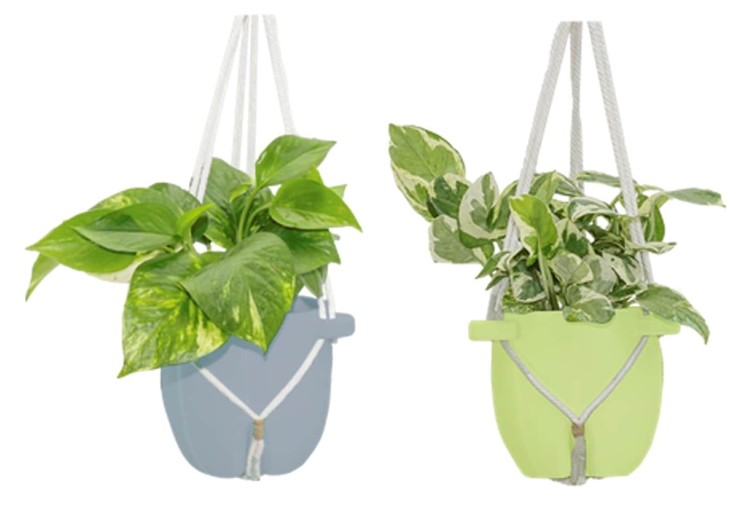 LiveTrends ASB07652 Cami House plant in 12 Ounce(s) Hanging basket 1 -Pack