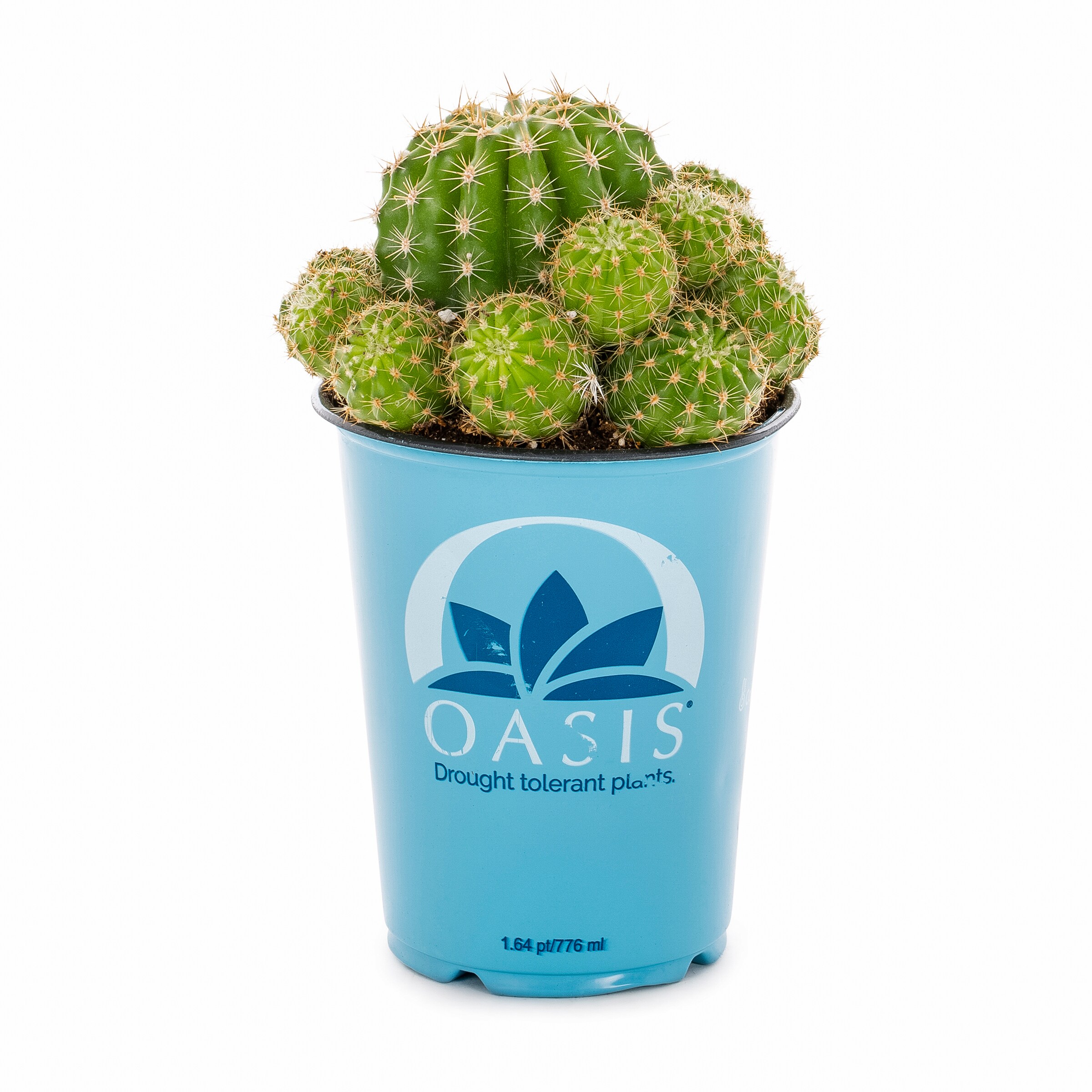 Lowe's 937381 Cacti-Succulents - View #7