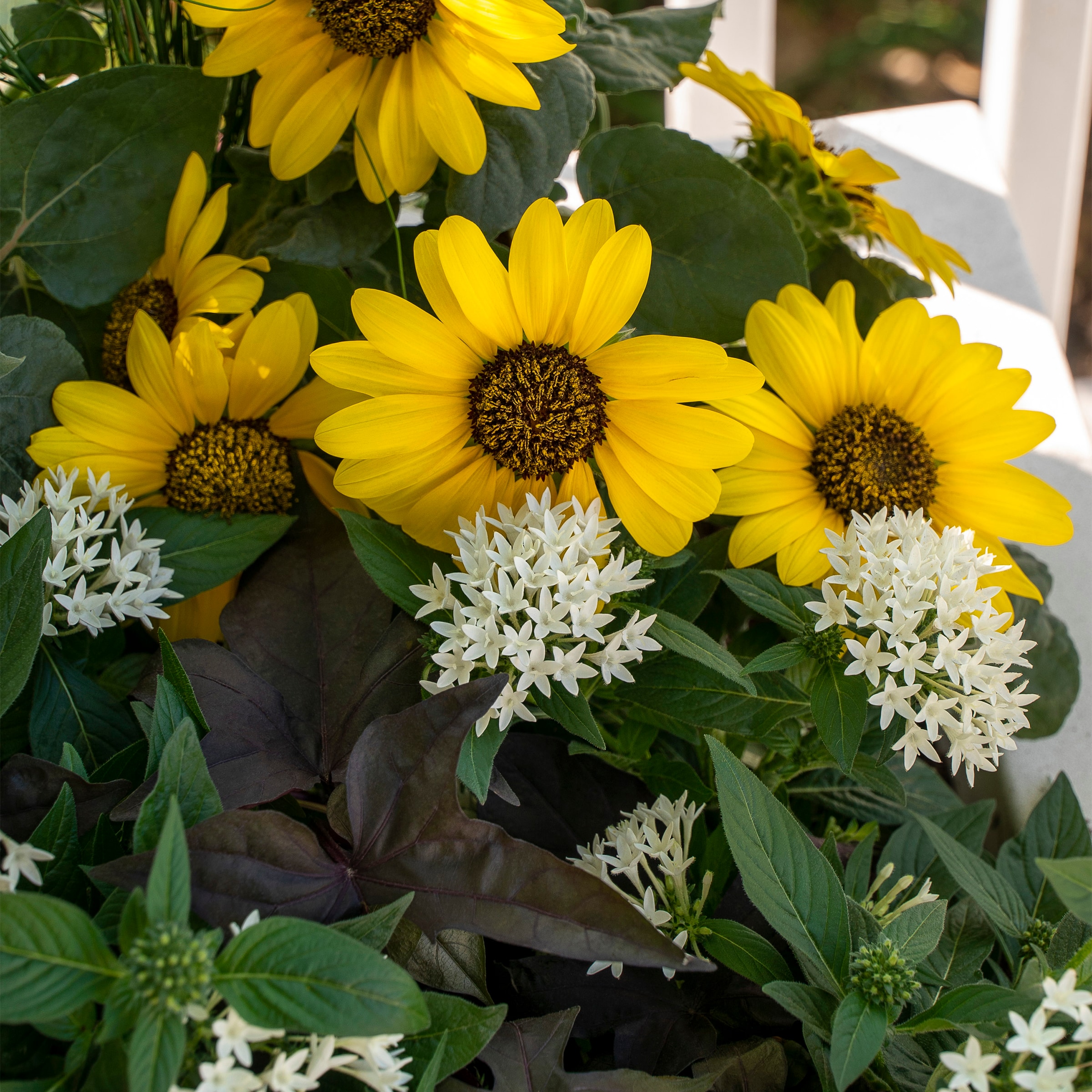 Lowe's NURSERY annuals - View #2