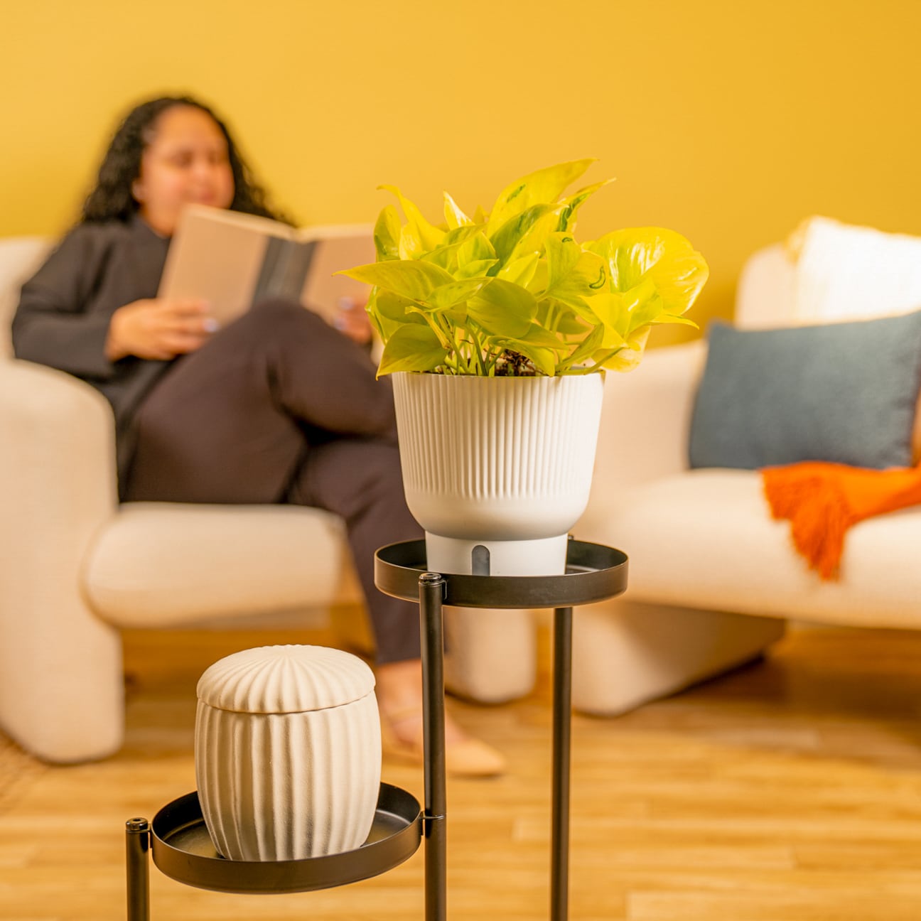 Costa Farms 6011330 hseplants - View #6