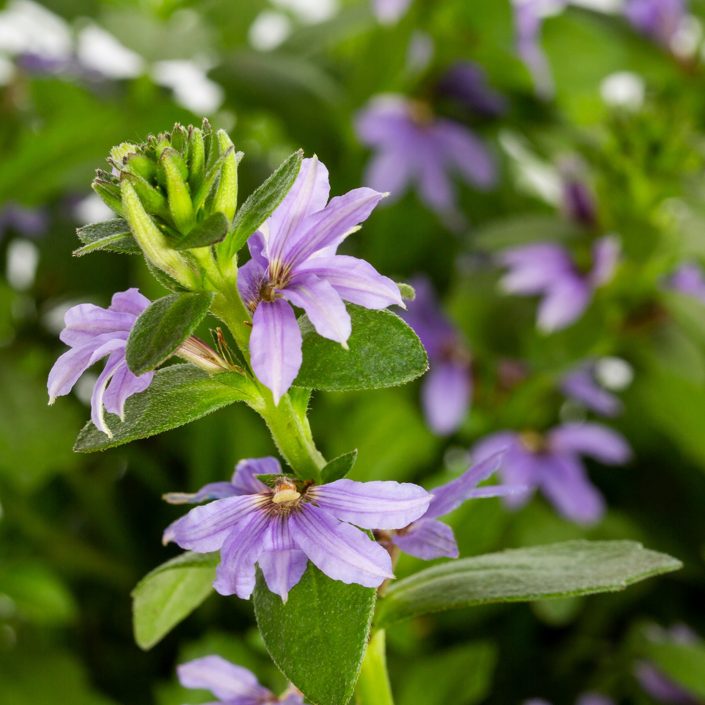 Lowe's NURSERY annuals - View #2