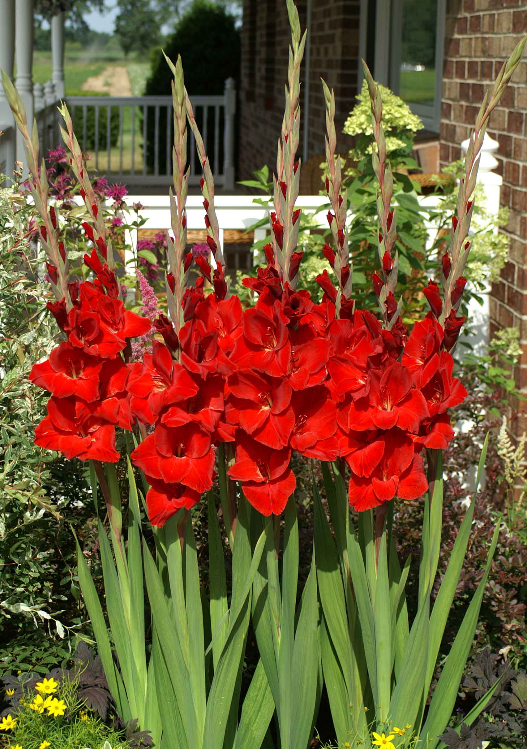 Red Oscar Gladiolus Bulbs at