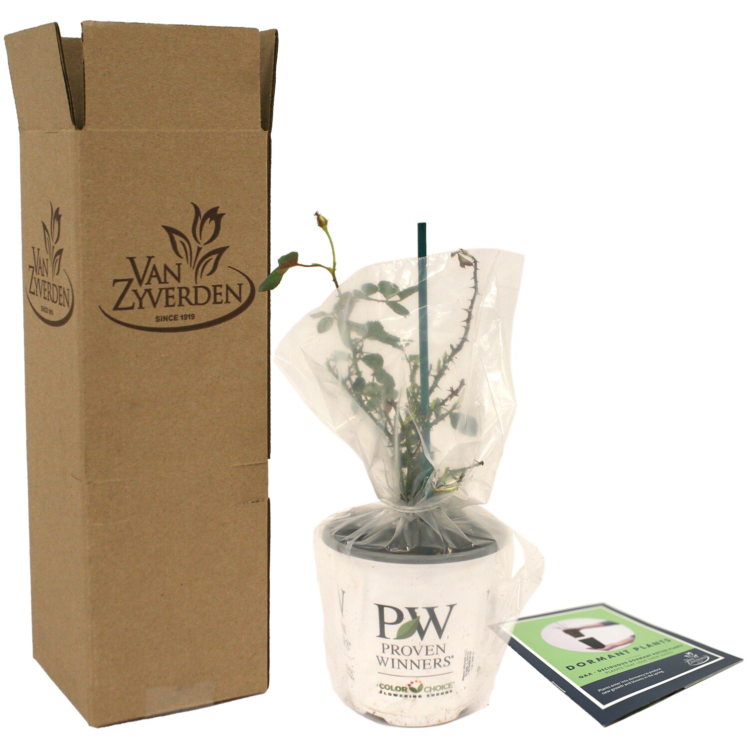 Van Zyverden 84597 Plant-Bulbs - View #8