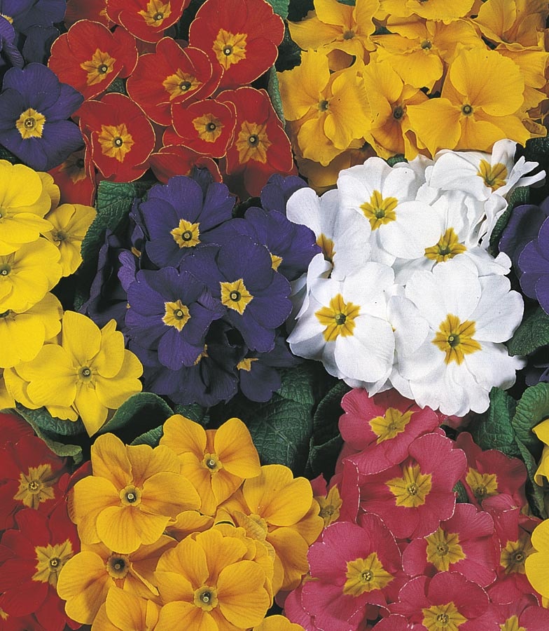 Lowe's 443251 Multicolor Primrose in 1 Gallon(s)