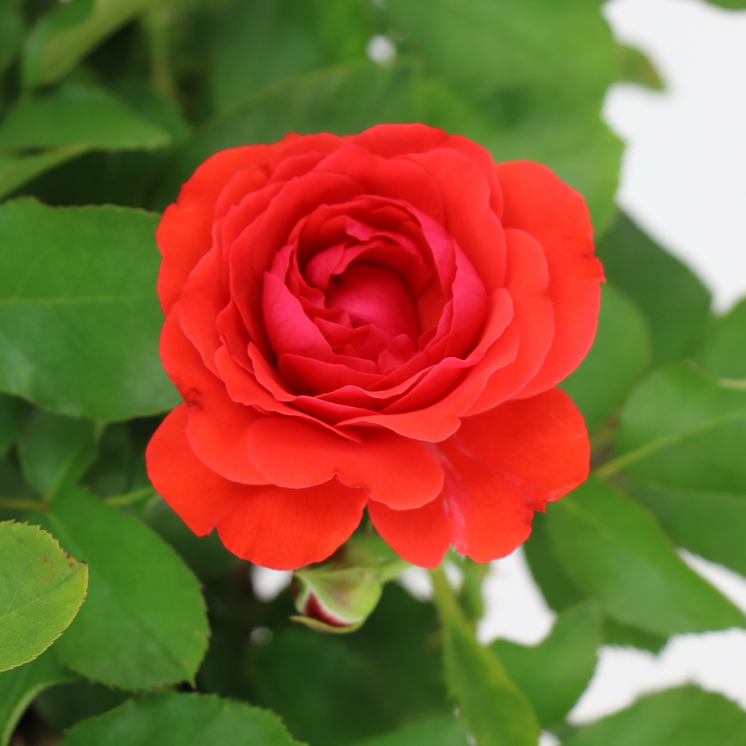 National Plant Network LW2792 roses - View #9