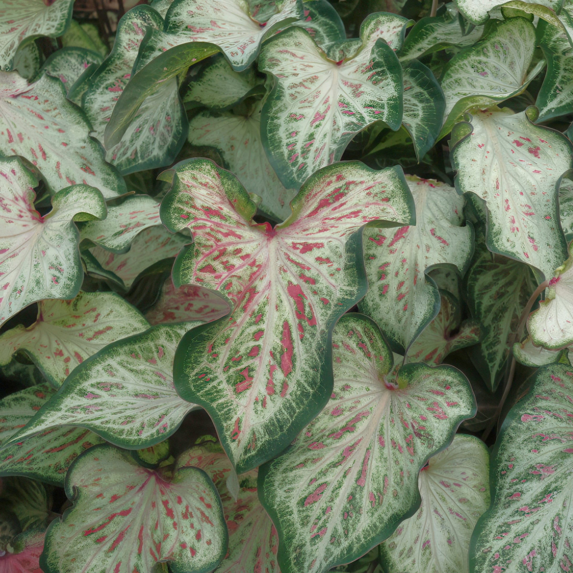 National Plant Network LW1967 perennials - View #3