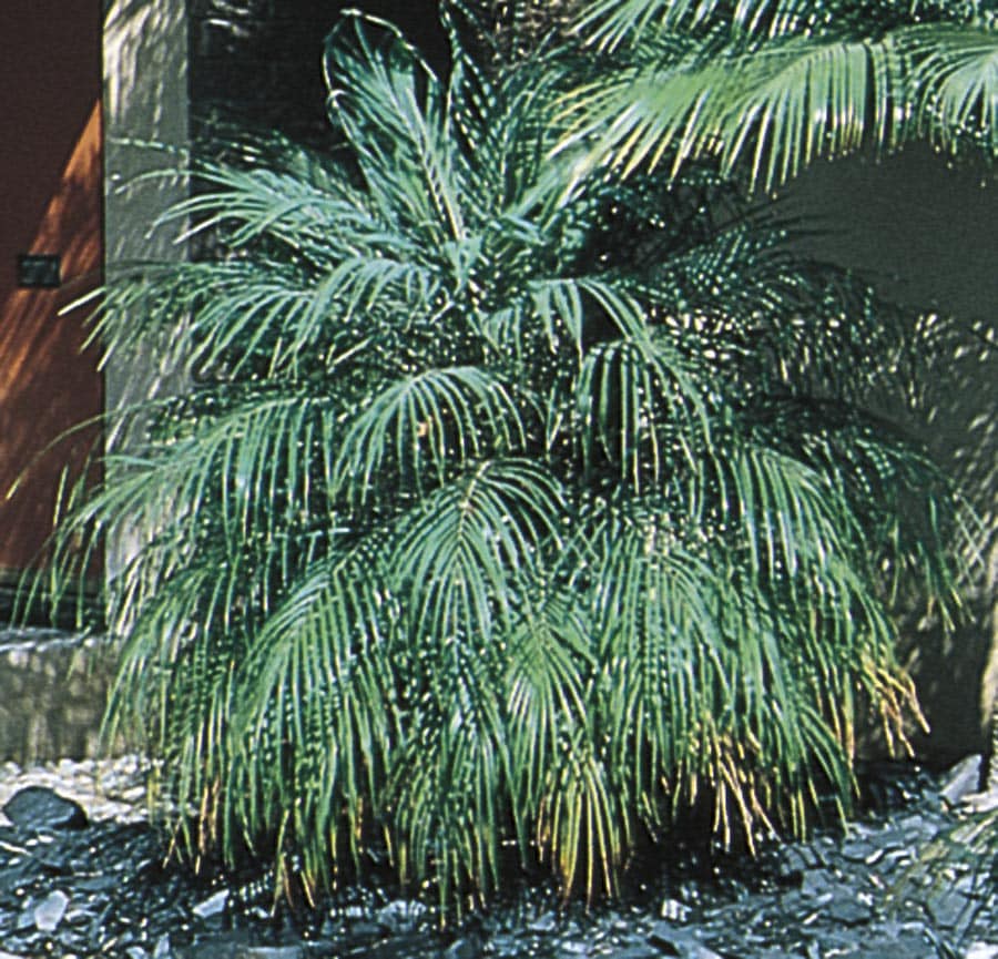 Lowe's 00434 Yellow Pygmy Date Palm