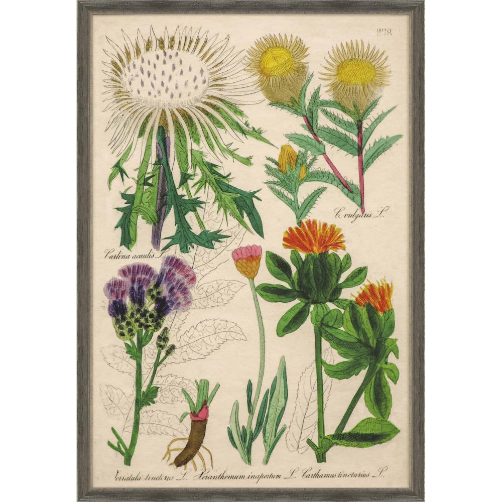 Paragon 13354 Wood Framed 39-in H x 27-in W Botanical Paper Print