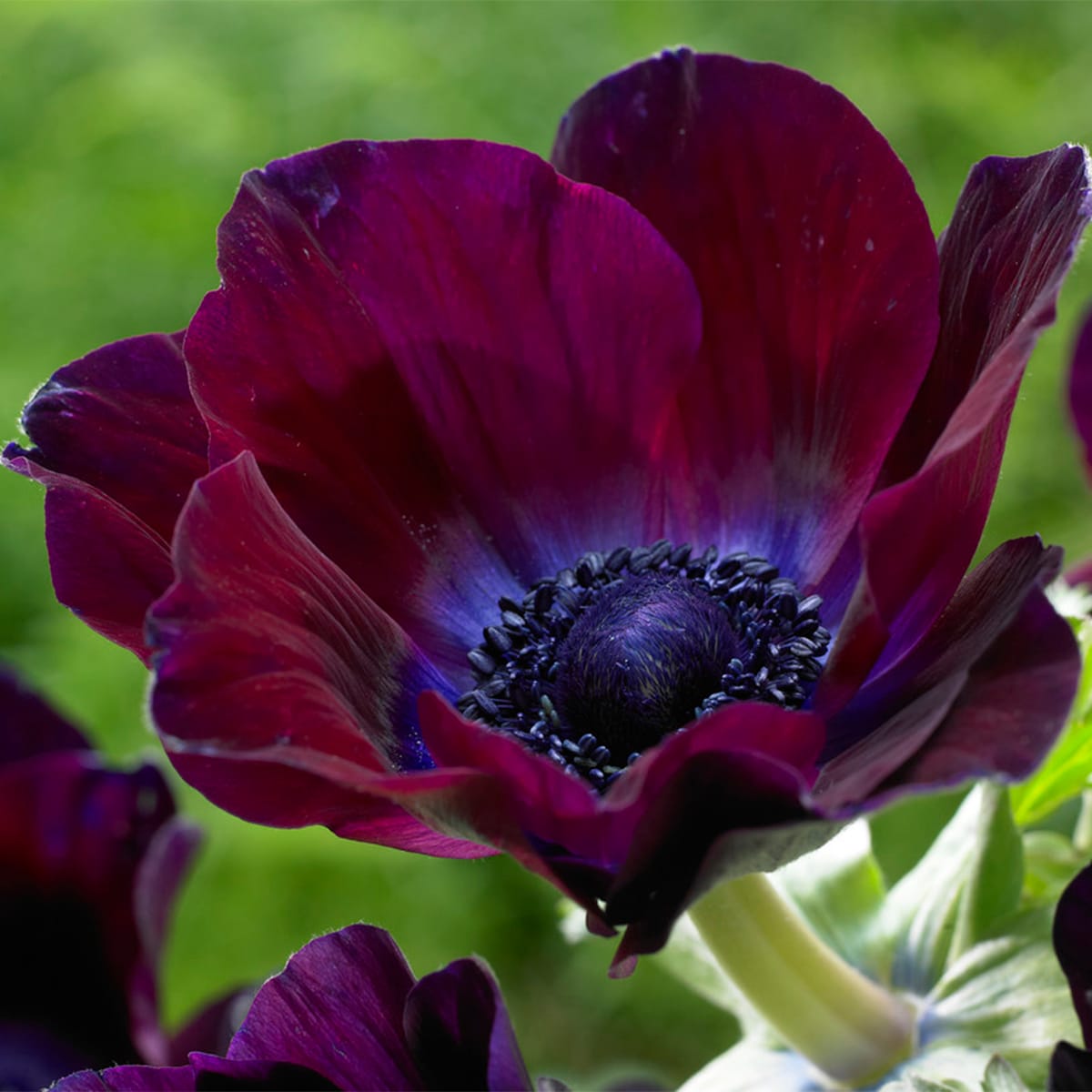 Van Zyverden 834051 Multicolor Wind Flowers Meron Bordeaux Bulbs 25.0 Count