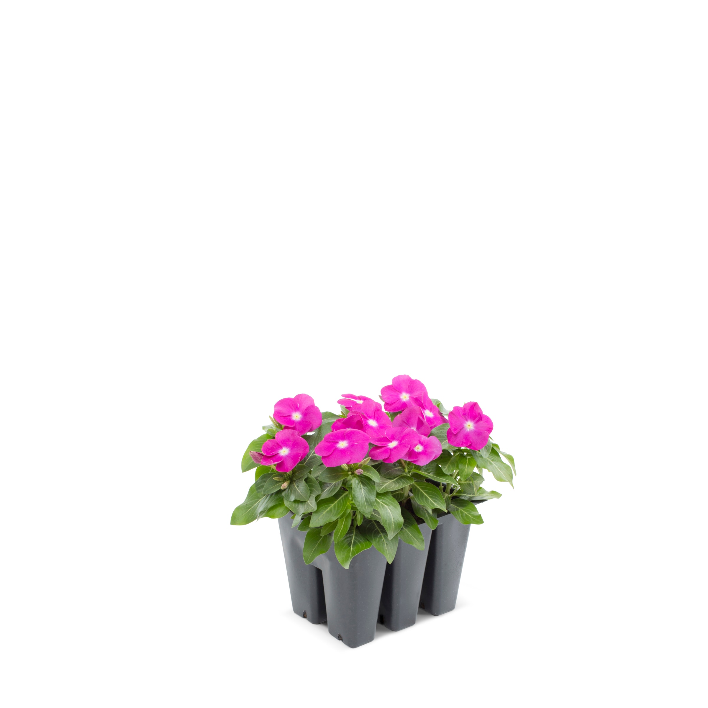 Lowe's Multicolor Vinca in 6-Pack Tray in the Annuals department at ...