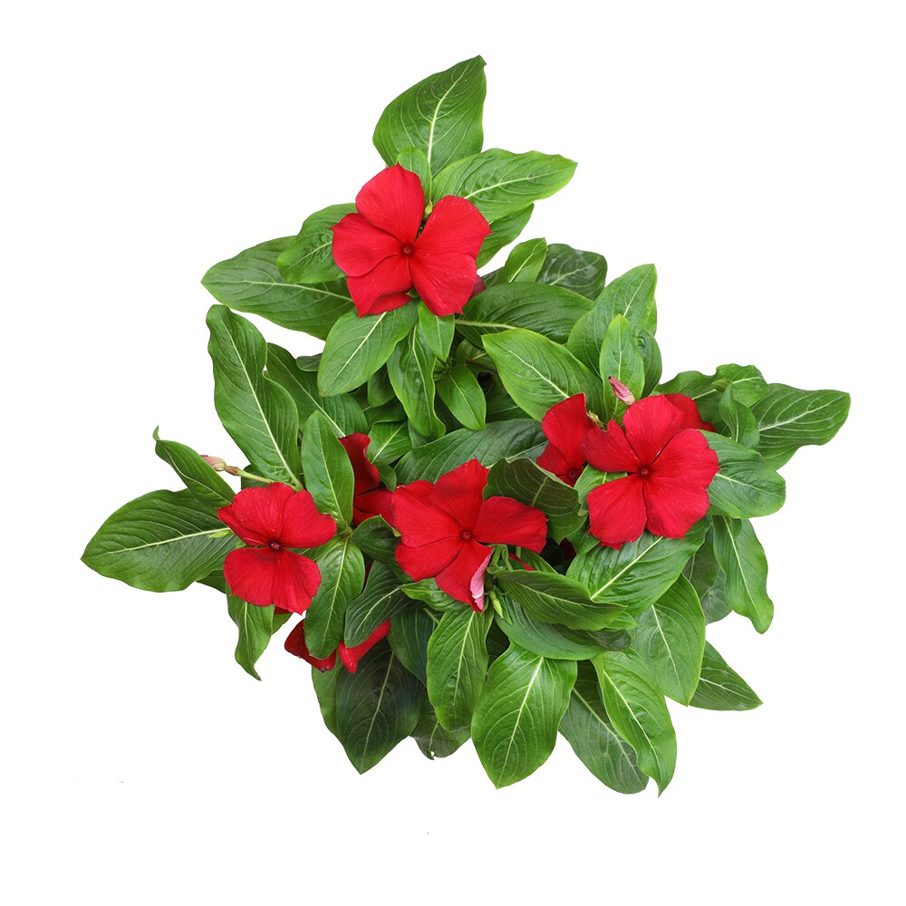 Altman Plants 0881453 annuals - View #2