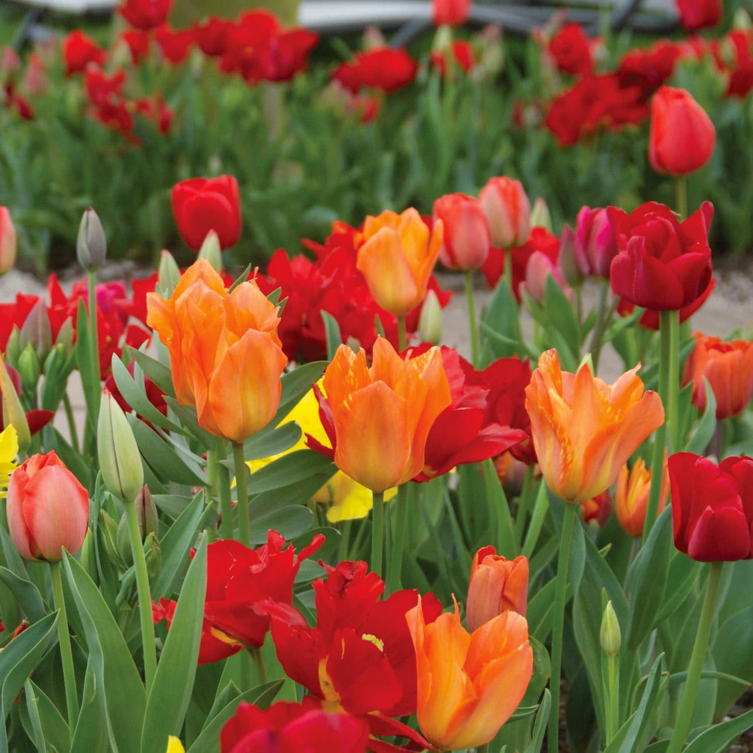 Garden State Bulb ECF-129-100-04 Plant-Bulbs - View #6