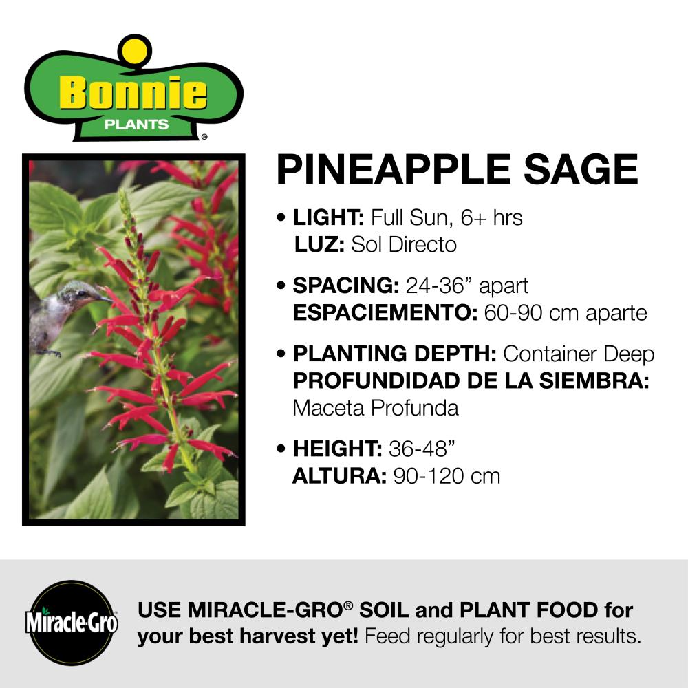 Bonnie Plants 5101  - View #5