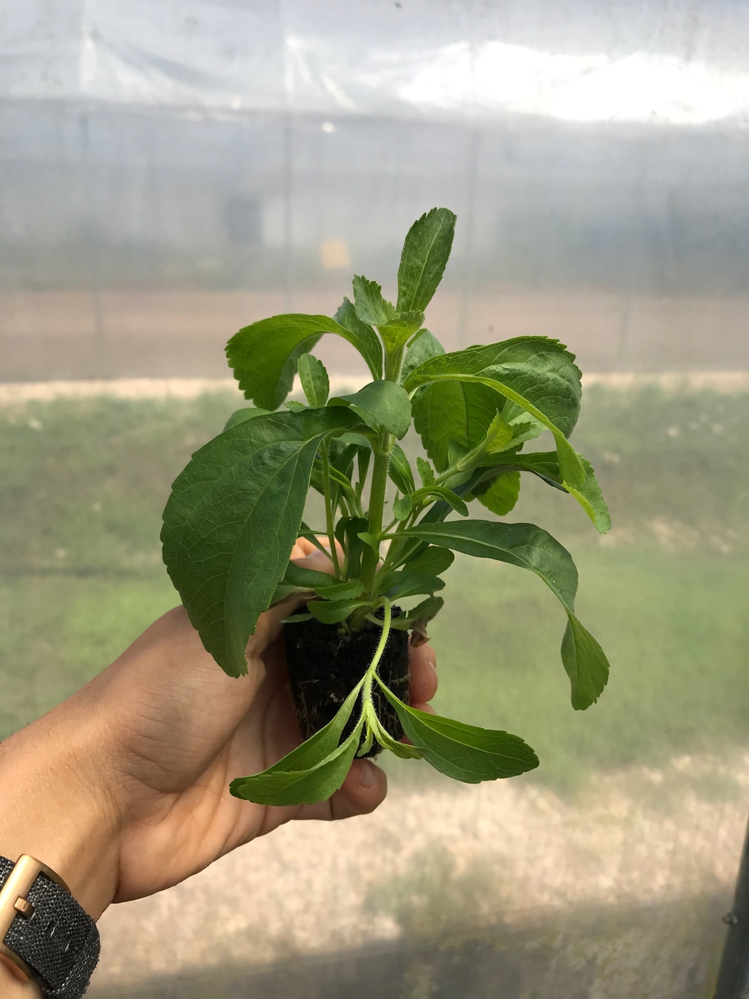 Lettuce Grow SO-SV-12-3463 Vegetable-Plants - View #7