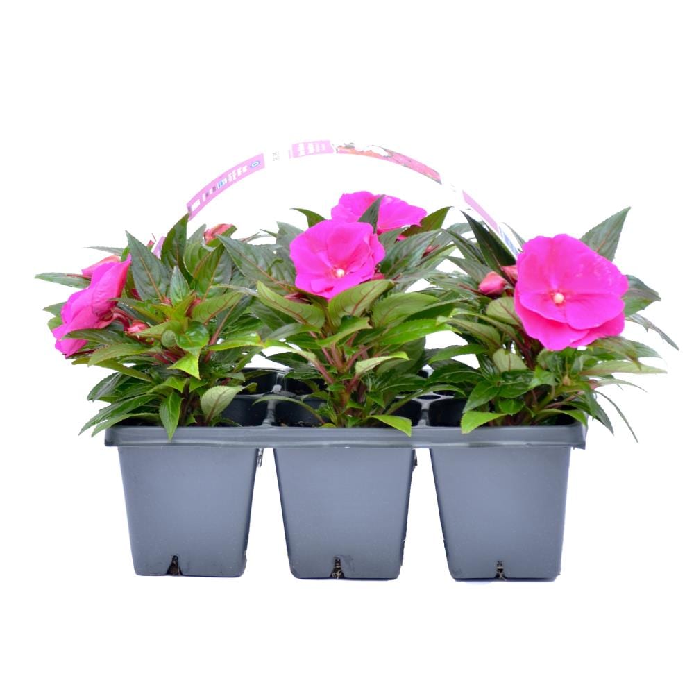 Lowe's Multicolor New Guinea Impatiens in 6-Pack Tray at Lowes.com